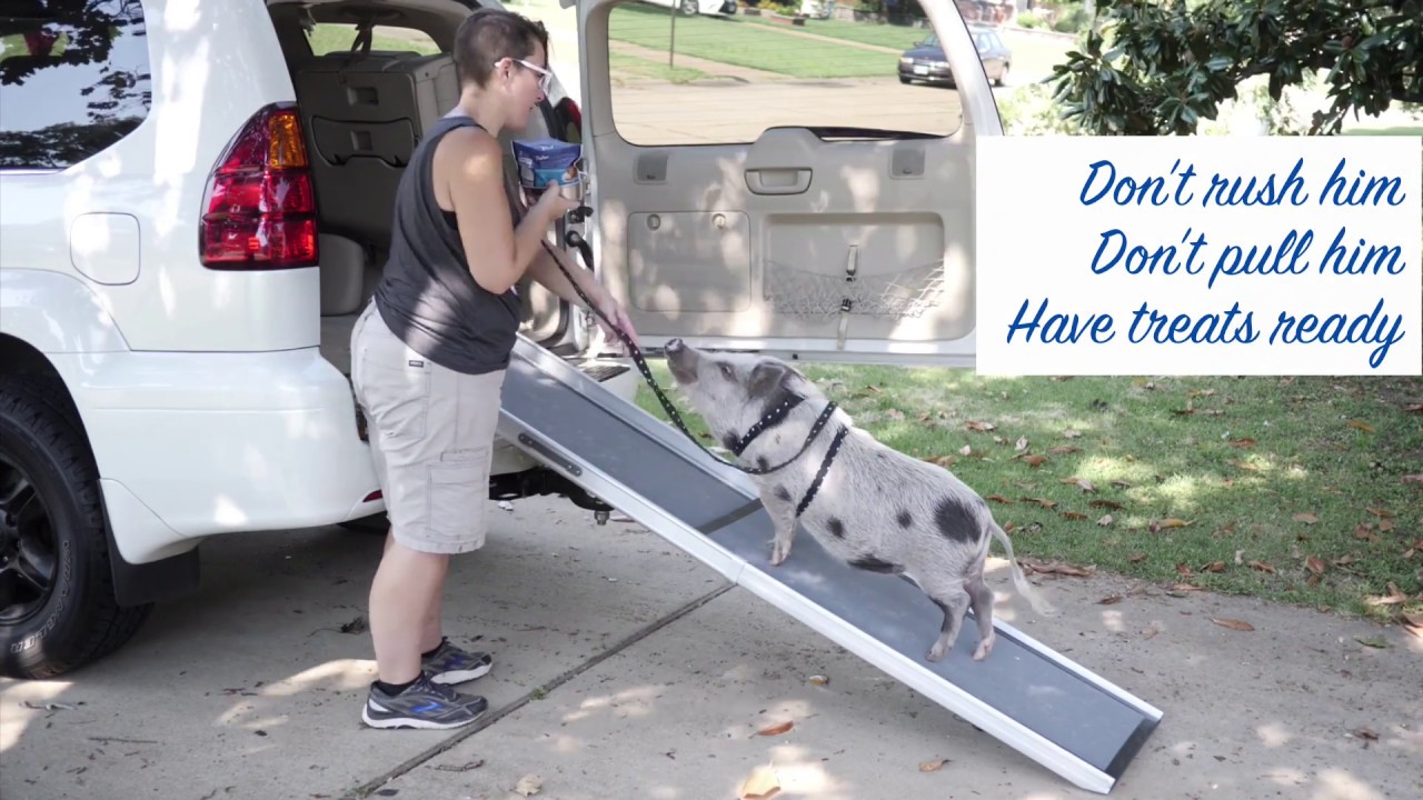 Mini Pig Ramp Training- Phase 2 - YouTube