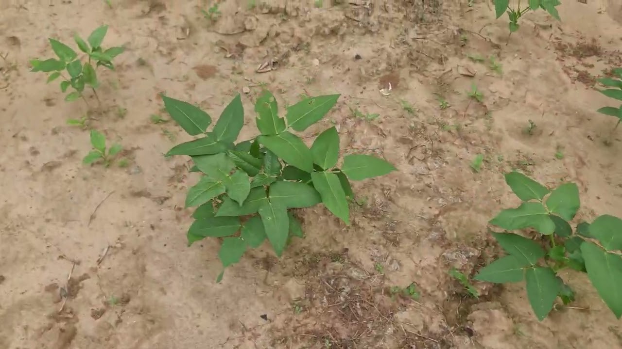 Agriculture chez Diarra Agriculture culturel des agrumes,  technique intégrée