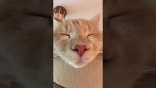 Sleeping Cat Snoring / schlafende Katze schnarcht [zuckersüß]