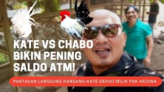 KATE VS CHABO MAKES ATM BALANCE MONEY! DIRECT MONITORING IN THE CAGE OF KATE DEKSO OWNED BY PAK A...