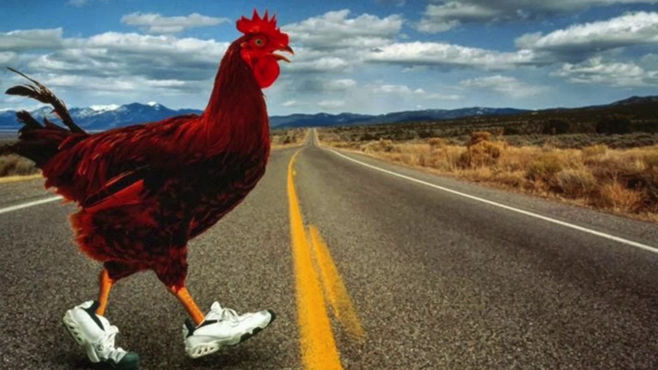Петух думал. Курица убегает. Курица перебегает дорогу. Убегающие куры. Крутая курица.
