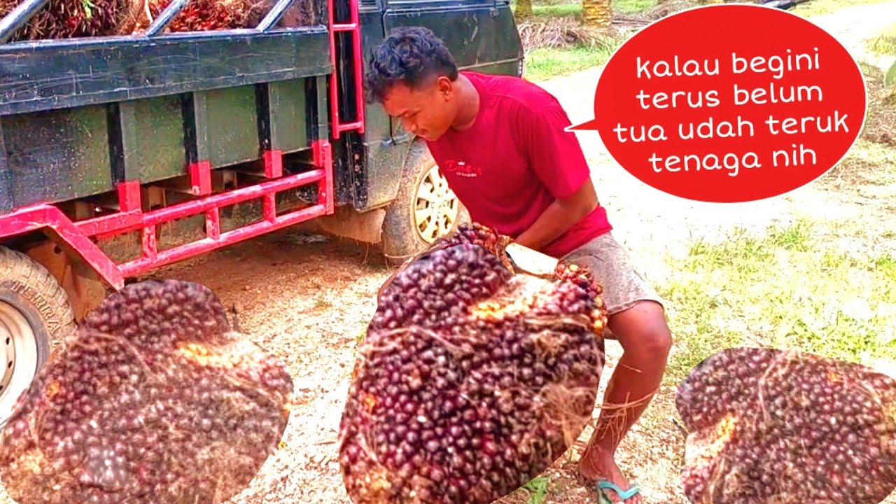 LODING BUAH SAWIT SEBESAR ORANG