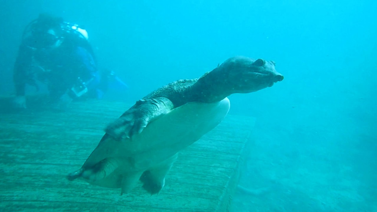Virgil the turtle loves Gabrielle and SCUBA Friends at Blue Grotto YouTube