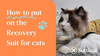Suitical | How to put on the Recovery Suit for cats | Measure your cat