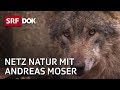 Die vielen wlfe der schweiz  netz natur mit andreas moser  dok  srf