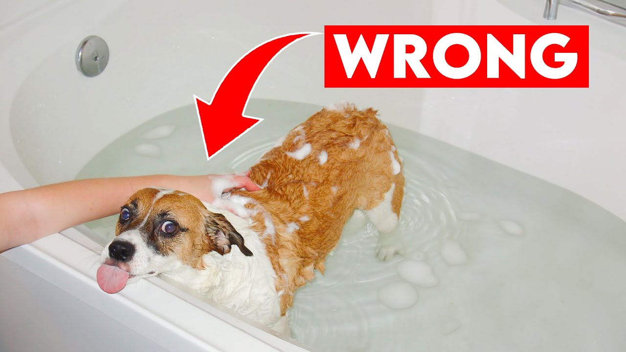 Stinky Dog Try This Simple Fix for Lasting Freshness! (Once and For All)