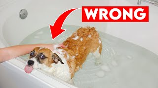 Celebrity Stinky Dog Try This Simple Fix for Lasting Freshness! (Once and For All) Net Worth