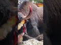 Wild Animal Yak Yakmo Gilgit Baltistan