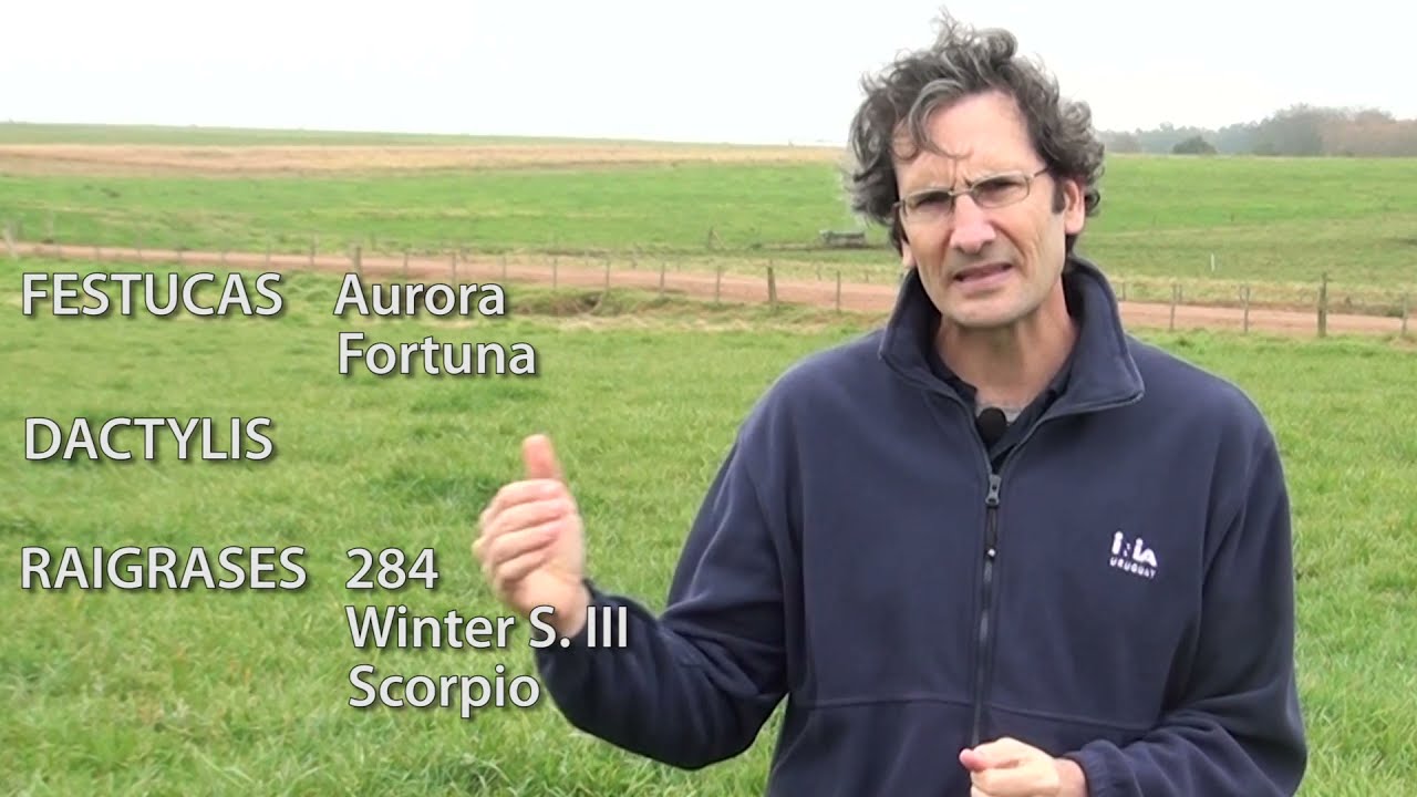 ¿Cómo potenciar la productividad de gramíneas en primavera?