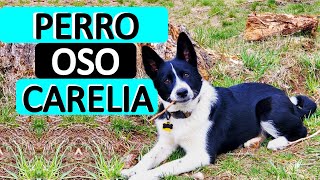 Perro de Osos de Carelia - Todo sobre esta raza by ABC del mundo Animal 1,527 views 1 year ago 10 minutes, 9 seconds