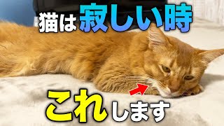 【完全版】猫が泣くほど寂しい時に見せる行動10選