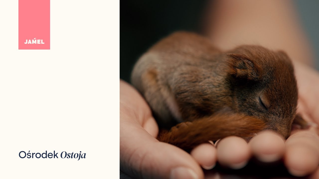 JAḾEL x ERGO Hestia: Pomorski Ośrodek Rehabilitacji Dzikich Zwierząt „Ostoja