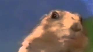Best vedios D   Dramatic Chipmunk