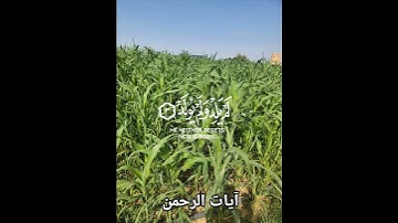 سورة الإخلاص #استمع #المصحف #quraan #اكسبلور #Allh