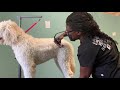 Trimming a Golden Doodle