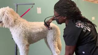 Trimming a Golden Doodle by General Pet Grooming 122,527 views 4 years ago 7 minutes, 43 seconds