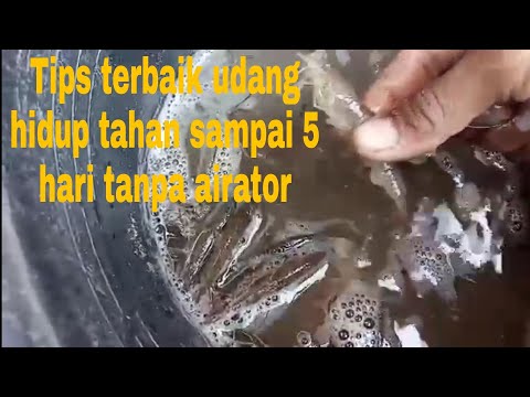 Video: Cara Memelihara Udang Karang Agar Tetap Hidup