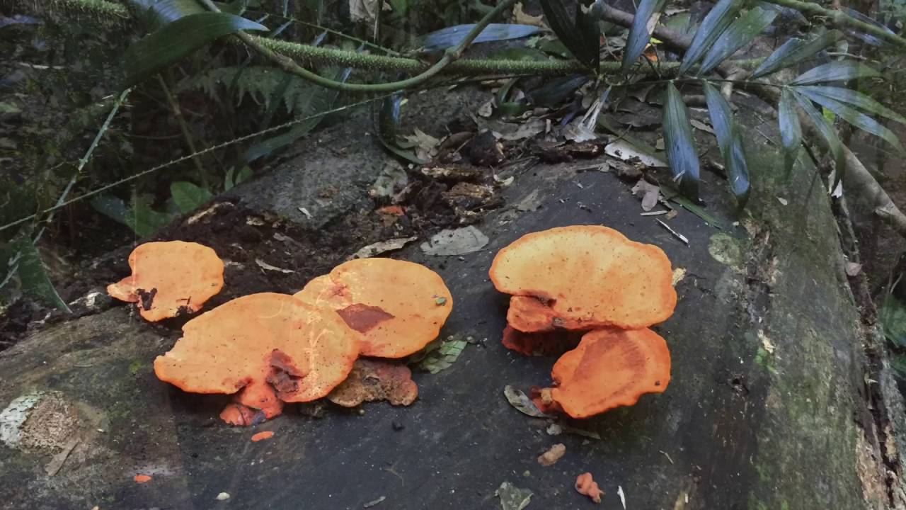 Greene's Falls Walking Track | Mount Glorious