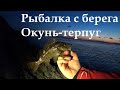 Рыбалка на терпуга. Рыбалка с берега. Rock Fishing.