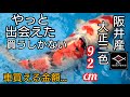 やっと出会えた【阪井産92cm錦鯉】金額エグいけど行くか！！#koi　#nisikigoi　#ปลาคราฟ　#錦鯉　#アクアリウム　#sakaifishfarm #阪井養魚場