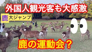 外国人観光客も大感激鹿の運動会鹿、大ジャンプ【奈良公園】