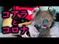 「コアラ」が絶滅するかもしれない