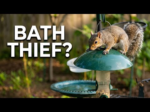This Wednesday's Bird Bath