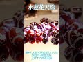 水蓮花天珠の真実や他の天珠の真実を知りたい方はコメント欄にあるフル動画へ #Shorts #shortsvideo #shortsfeed #shortsyoutube
