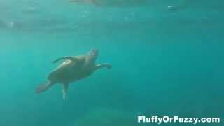 Sea Turtle Eats Jellyfish