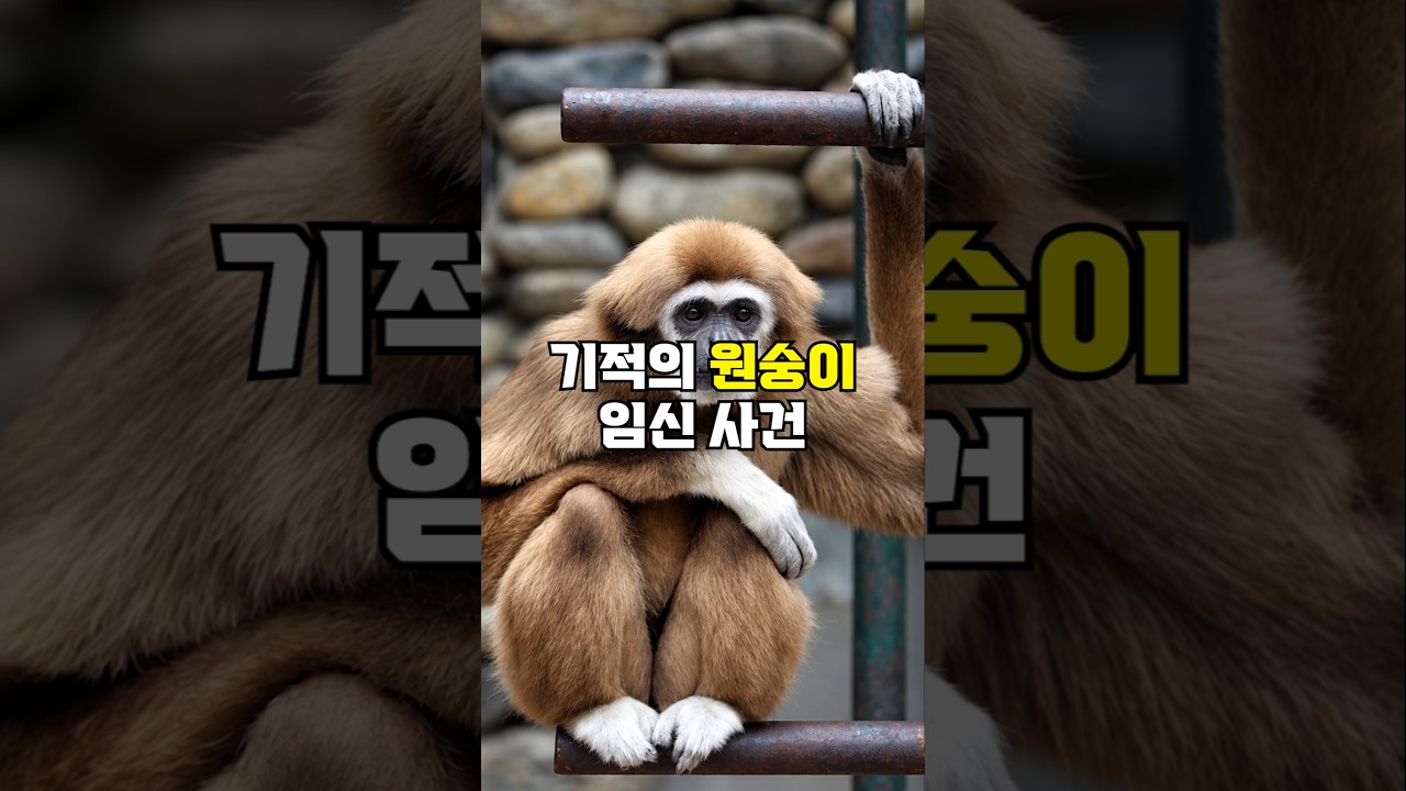 일본에서 난리난 기적의 원숭이 임신 사건