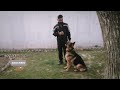 How to train your in home dog basic training hindi english