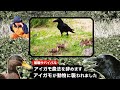 【無職サバイバル】アイガモが動物に襲われました。アイガモ農法を辞めます【限界集落で無職になる＃55】