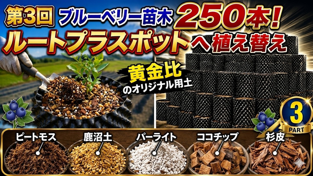 ぷちぷち　限定販売　農家直売新鮮採りたてのブルーベリー 3kg Weekend Blueberry Farm] PART 3: 250 Blueberry Seedlings Arrive