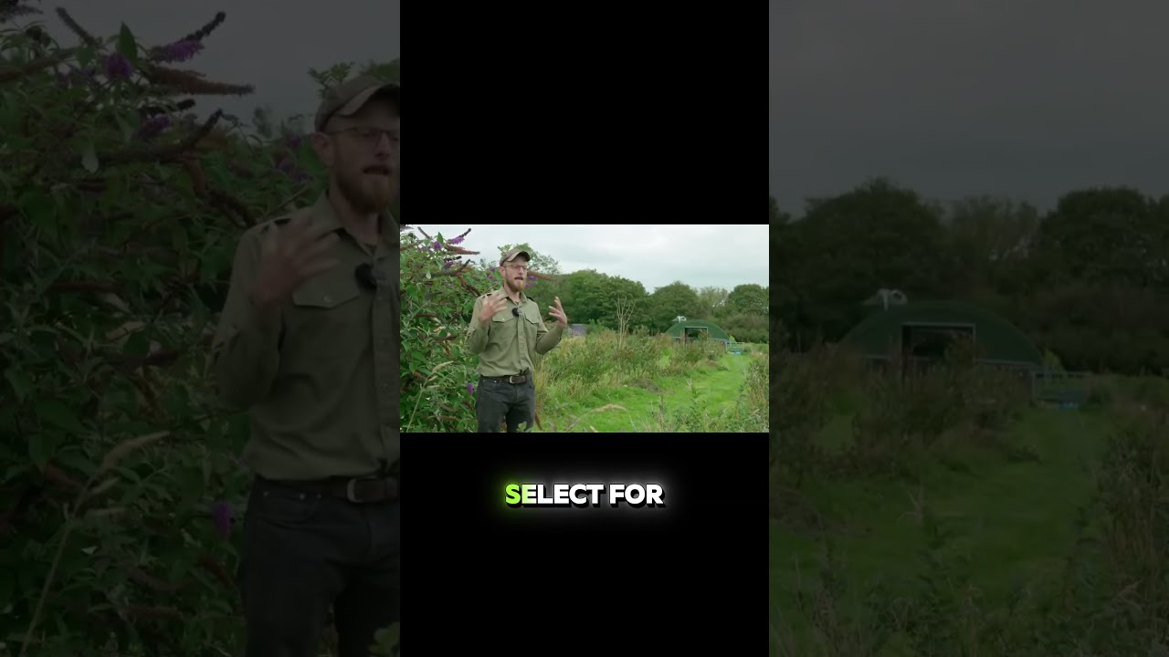 Saving Rare Duck Breeds and Breeding Organic Ducks : a Unique Farming Story!