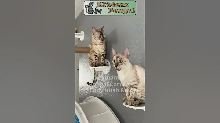 Watch the video about Morning kisses and yummy | Reginamur Bengal Cat’s Cattery | Bengal Kittens for sale
