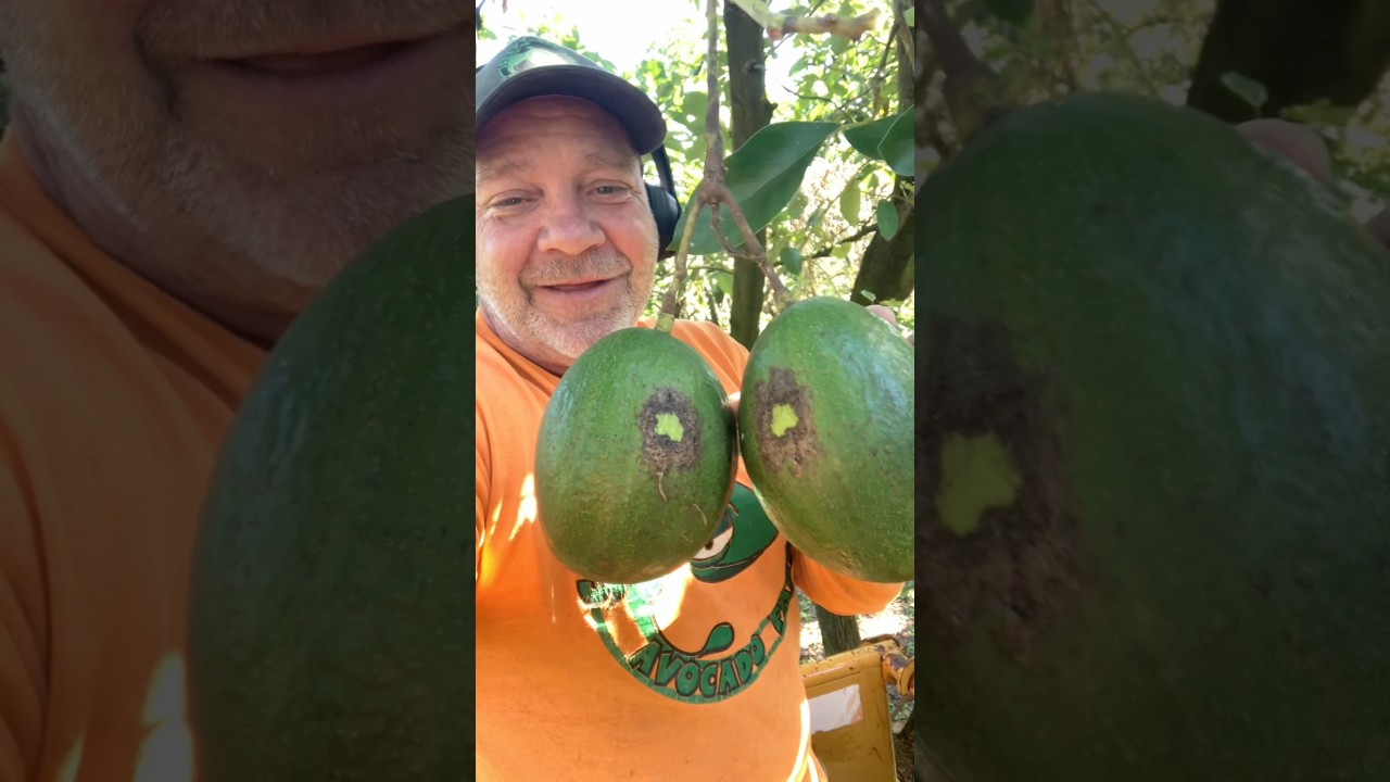 Did you know avocados kiss each other? ￼