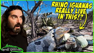 I Finally Found Rhino Iguanas in the WILD! (Are we keeping them correctly?)