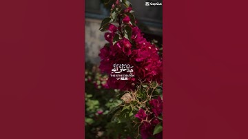 هذا خلق الله. #قرآن #quran #تلاوات #تلاوه #تلاوة_خاشعة #اكسبلور