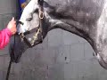 2012 Kentucky Derby - Creative Cause gallops before shipping to Churchill Downs