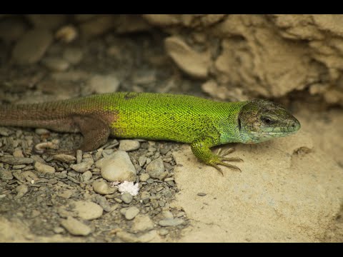 Lacerta strigata  - European green lizard - ზოლიანი ხვლიკი