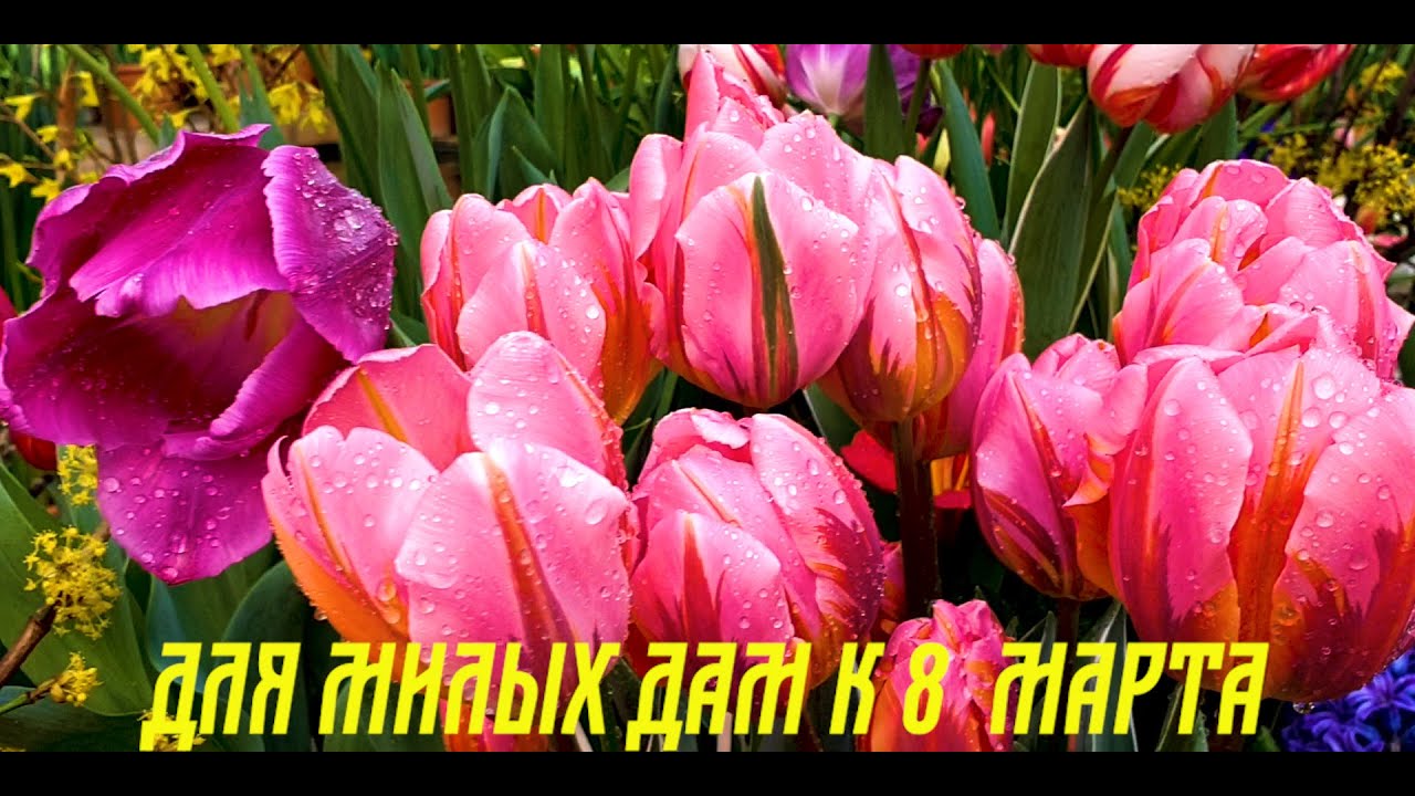 Москва... Аптекарский огород...Выставка тюльпанов и не только... - YouTube