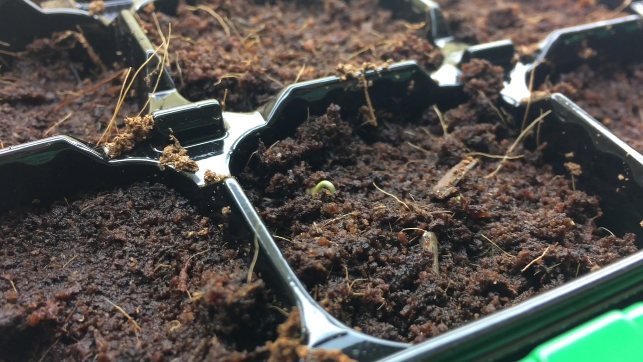Pepers Kweken Onder Zelfgemaakte Groeilampen Deel1 YouTube