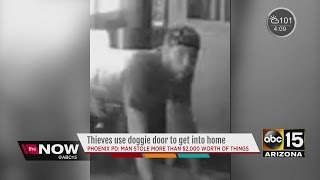 'Doggie door burglar' wanted in Phoenix