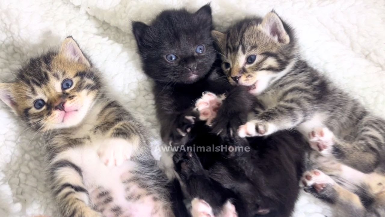 Baby Kittens Obsessed with Biting Each Other and Wrestling🐱🐱 