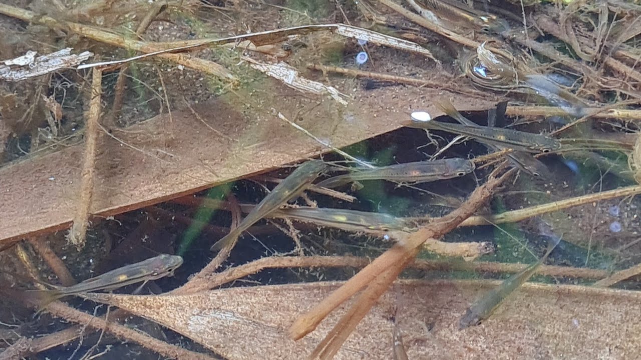 Female Killifish Fighting With Lessor Dominant Male Killifish