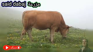 معلومات مفيدة عن تسمين العجول Useful information about calves fattening