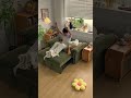 ゆったり読書タイム〜😍低めミニソファベッド #tiaro #ティアロ #home #sofa #ソファベッド #ソファ #shorts #bedroom