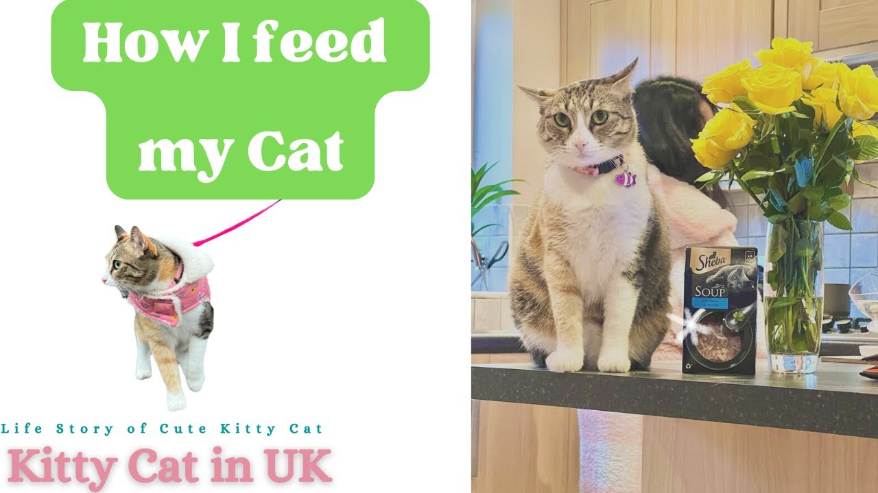 Cat feed time for starving kittenseat 🐈‍⬛ 😊🐈