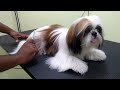 Silky hair Pet named Silk [- Grooming Session