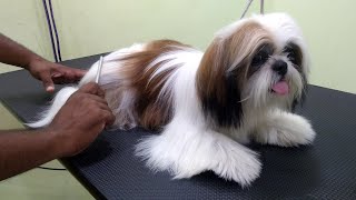 Silky hair Pet named Silk - Grooming Session